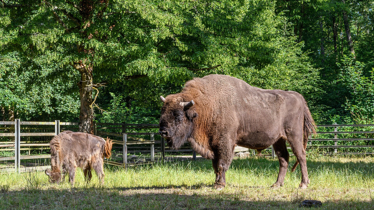 Grass-Fed vs Grain-Fed Bison: Does Nutrition Change?